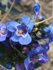 Penstemon nitidus