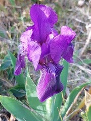 Iris lutescens subbiflora