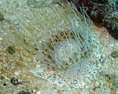 Pachycerianthus solitarius