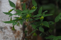Wikstroemia nutans