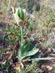 Iris lutescens subbiflora
