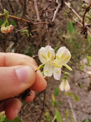 Lonicera fragrantissima