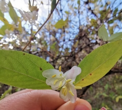 Lonicera fragrantissima