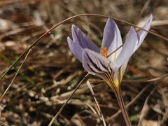 Crocus variegatus