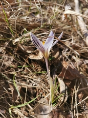 Crocus variegatus