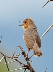 Cisticola erythrops