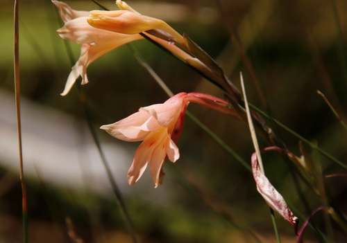 Image of Gladiolus monticola by (c) Tony Rebelo, some rights reserved (CC BY-SA)