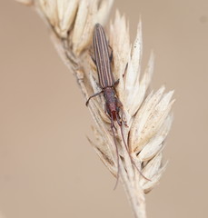 Syllitus grammicus