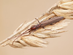 Syllitus grammicus