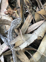 Strophurus intermedius