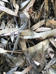 Strophurus intermedius