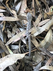 Strophurus intermedius