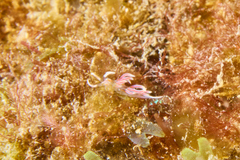 Facelina rubrovittata
