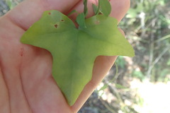 Kedrostis nana