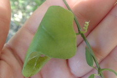 Kedrostis nana