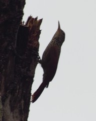 Lepidocolaptes duidae