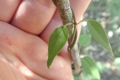 Metastelma barbigerum