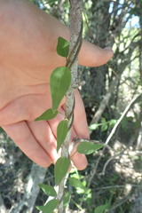 Metastelma barbigerum