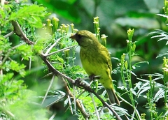 Crithagra hyposticta