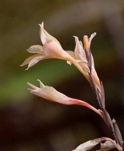 Image of Gladiolus monticola by (c) Tony Rebelo, some rights reserved (CC BY-SA)