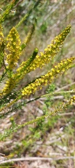Microdon