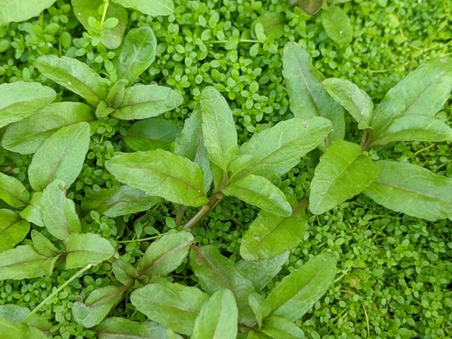 Veronica undulata iNat (2)