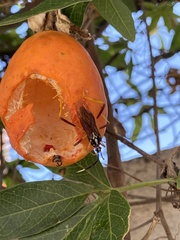 Holhymenia histrio