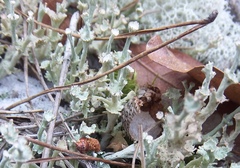 Cladonia rappii