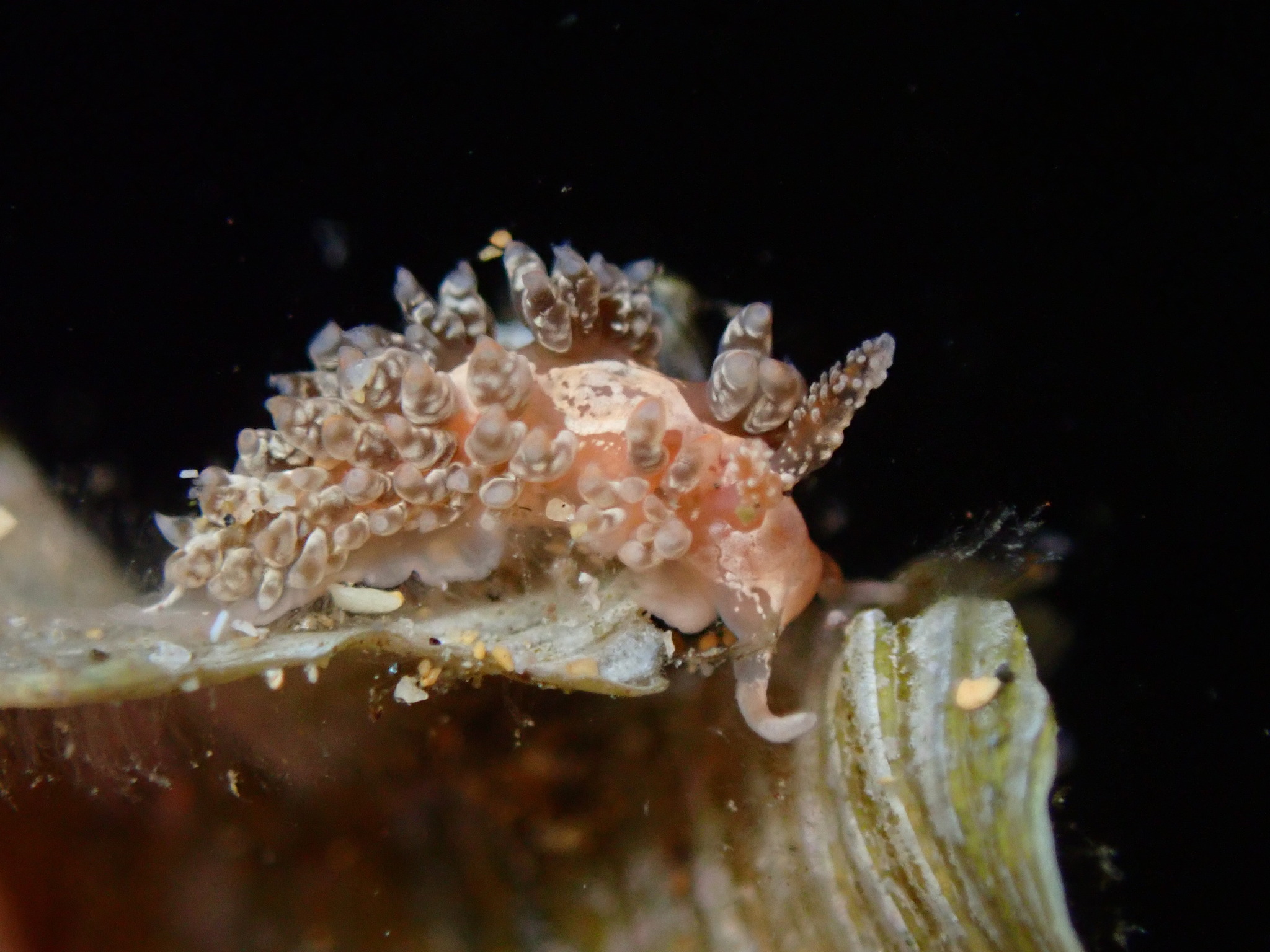 平和蓑海牛(平和蓑海蛞蝓) Baeolidia salaamica