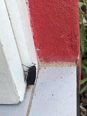 Acraephia perspicillata