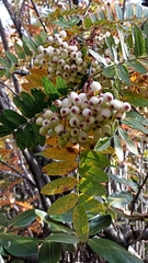 Sorbus foliolosa