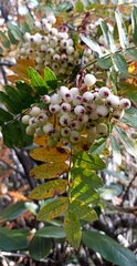 Sorbus foliolosa