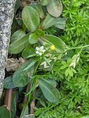 Sagina japonica