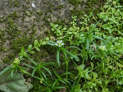 Sagina japonica