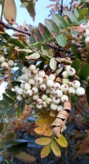 Sorbus foliolosa
