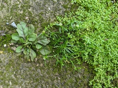 Sagina japonica