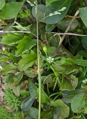 Sagina japonica