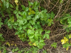 Ipomoea cairica