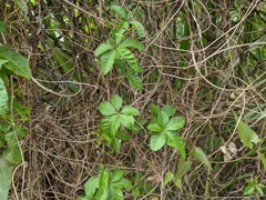 Ipomoea cairica