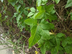 Ipomoea cairica