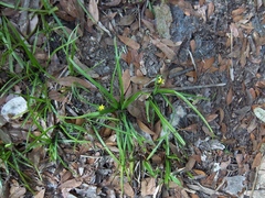 Hypoxis curtissii