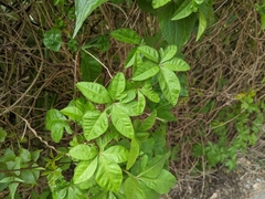 Ipomoea cairica