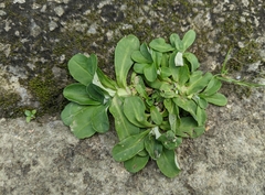 Gamochaeta americana