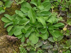 Gamochaeta americana