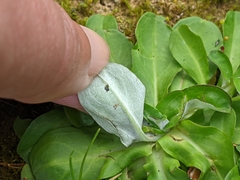 Gamochaeta americana