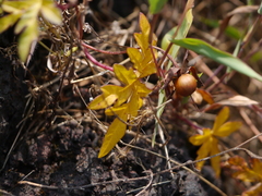 Distimake rhyncorhiza