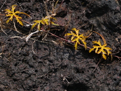 Distimake rhyncorhiza