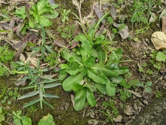 Gamochaeta americana