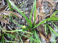 Hypoxis curtissii