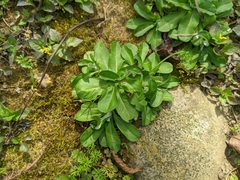 Gamochaeta americana